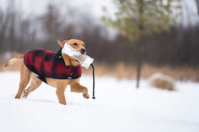 The SK Dog Jacket Fleece